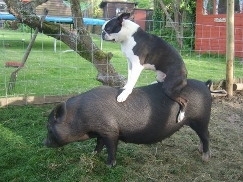 Dog riding a pig