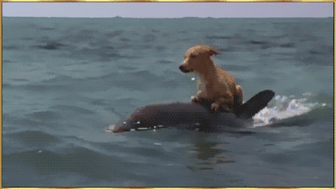 Dog riding a dolphin