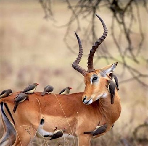 Birds riding an antelope