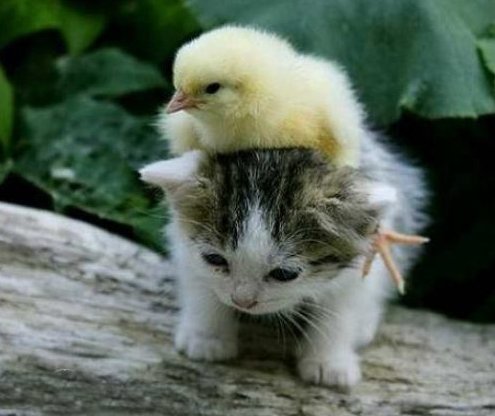 Chick riding kitten