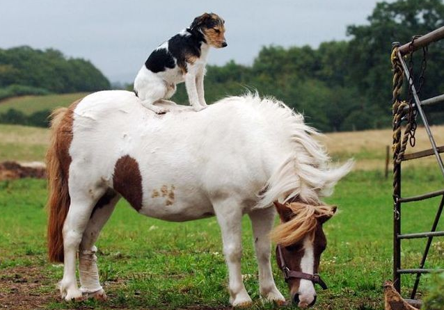 Dog riding a pony