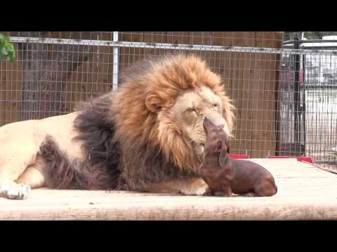 Little wiener dog licking a 500-pound lion’s teeth 