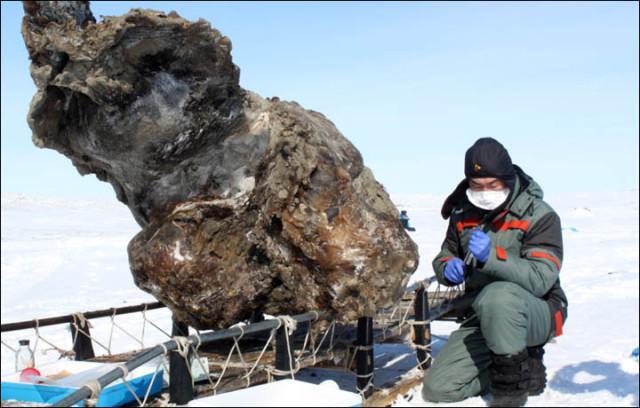 Russians Scientists Recover Fresh Flowing Mammoth Blood