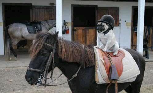 Pug Riding Horse