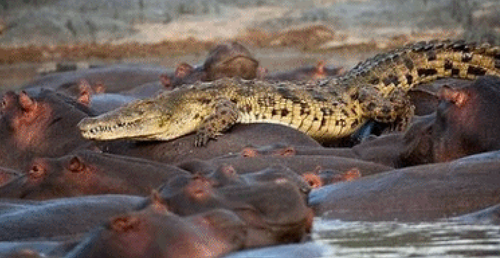 Alligator Riding Hippos 