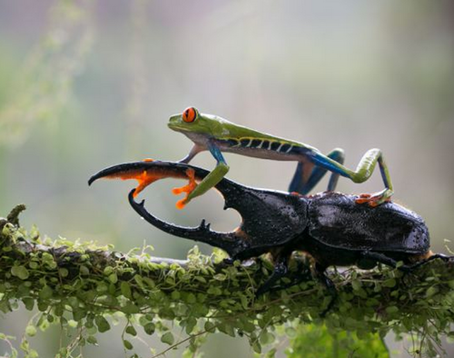 Frog Riding Beetle 