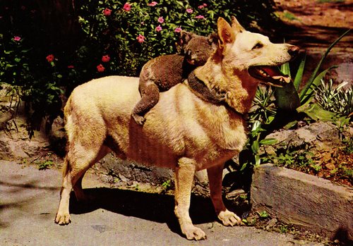 Koala Riding Dog