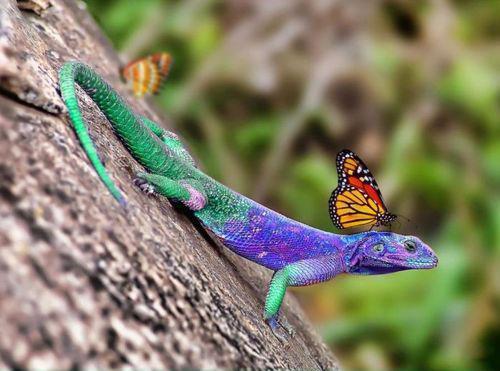Butterfly Riding Lizzard