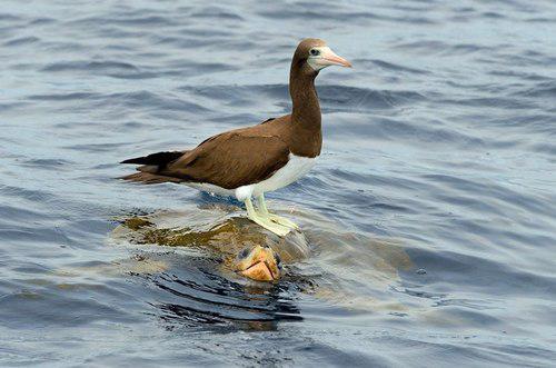 Brown Booby Riding Turtle