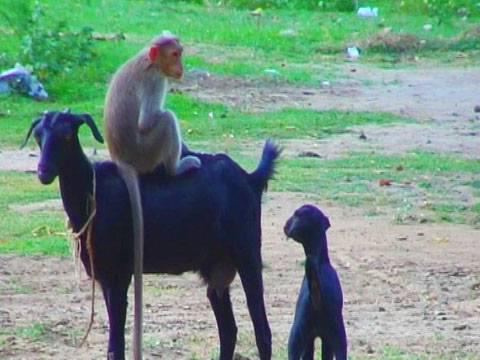 Monkey Riding Goat