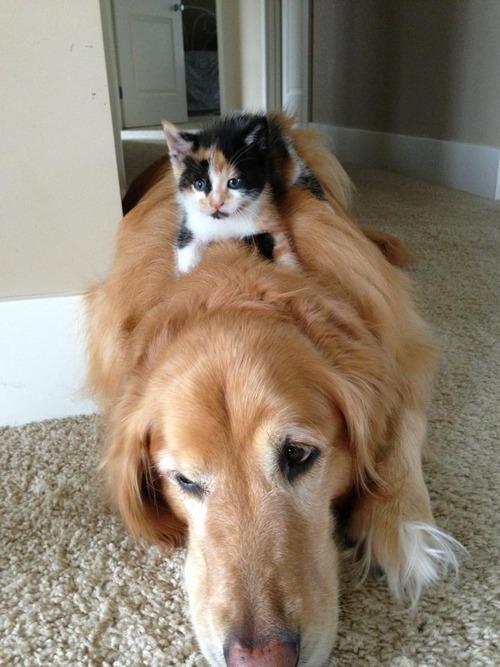 Kitten Riding Dog