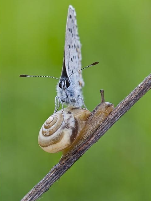Butterfly Riding Snail