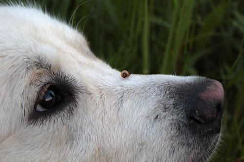 Snail Riding Dog