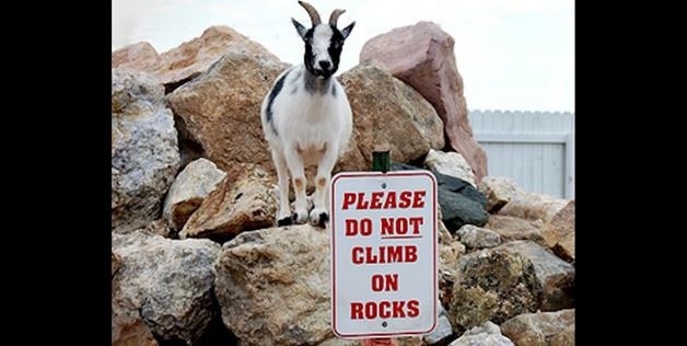 Goats Are Above The Law 