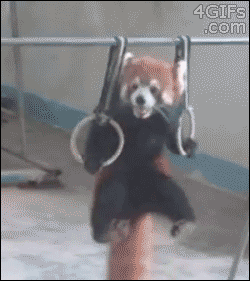This athletic Red Panda