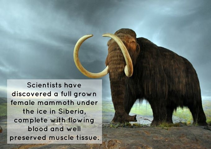 Mammoth Blood Found In A Well Preserved Carcass! Is Cloning On The Horizon? 