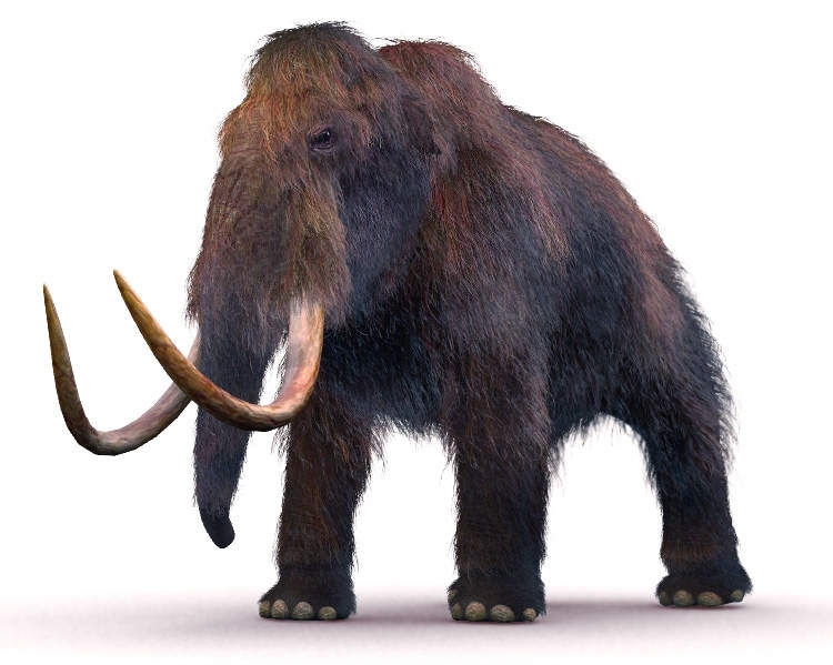 Mammoth Blood Found In A Well Preserved Carcass! Is Cloning On The Horizon? 