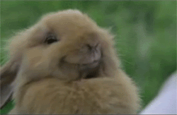 Who Knew That Bunnies Could Be So Entertaining?!