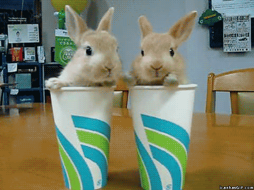 Who Knew That Bunnies Could Be So Entertaining?!