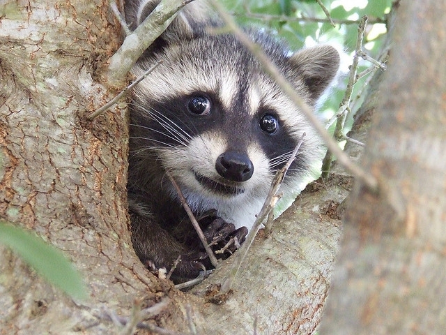 Take A Shot Of Baby Raccoon Cuteness!