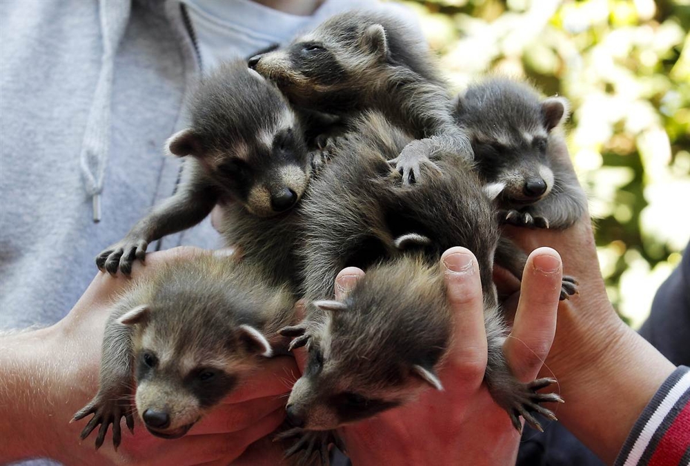 Take A Shot Of Baby Raccoon Cuteness!