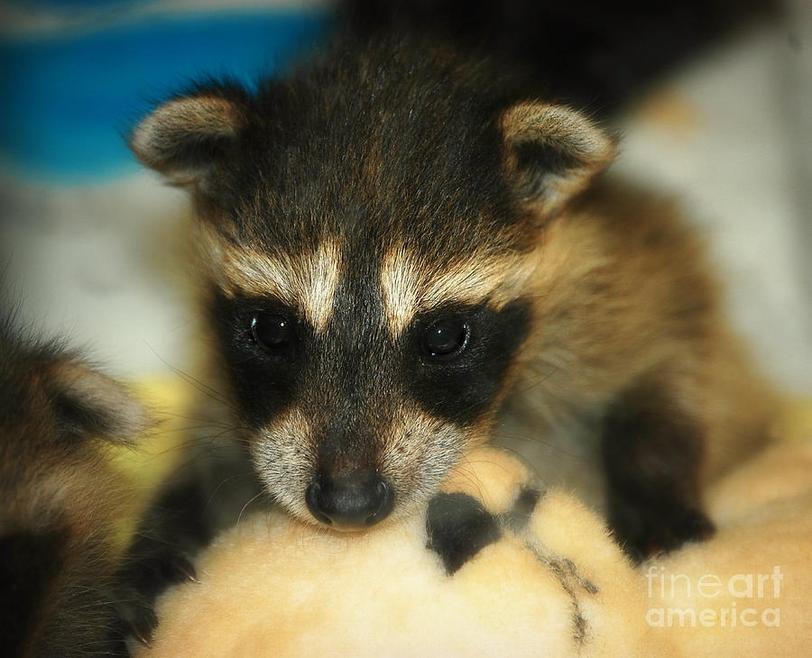 Take A Shot Of Baby Raccoon Cuteness!