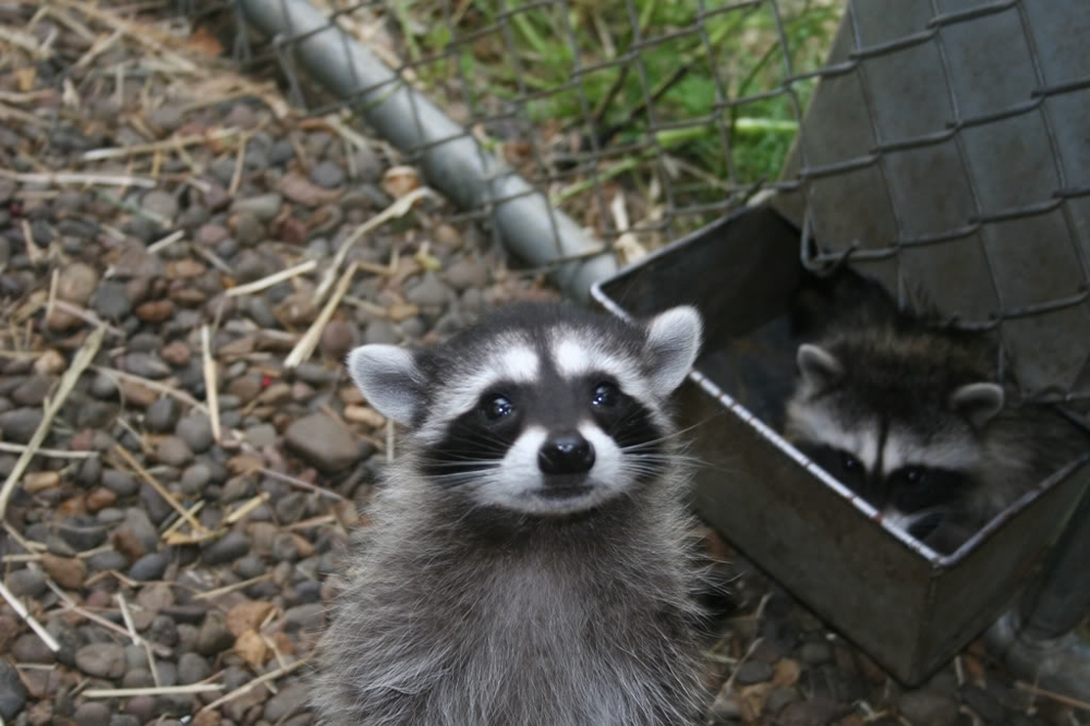 Take A Shot Of Baby Raccoon Cuteness!