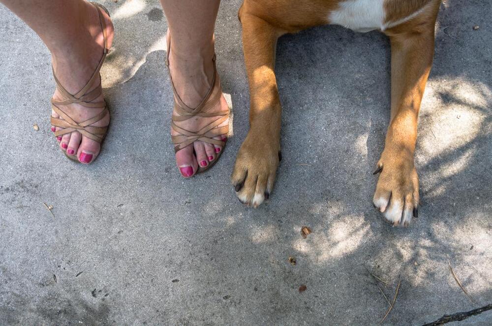 Look a Like Feet and Paws
