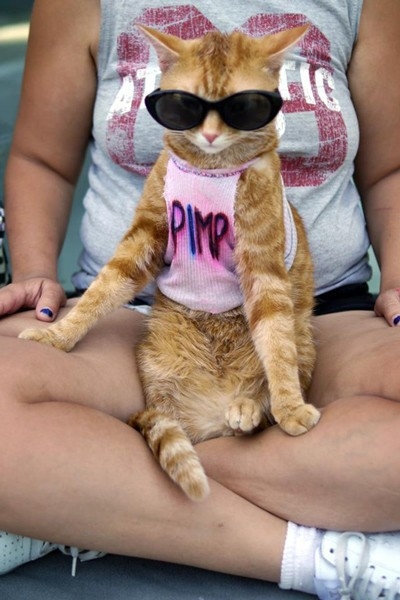 Pimp Cat 