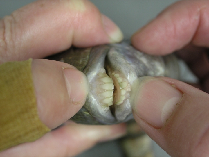 Human Toothed Fish! Would You Try It?