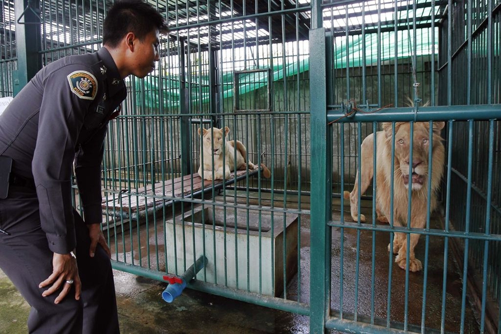 A police officer stands by caged lions