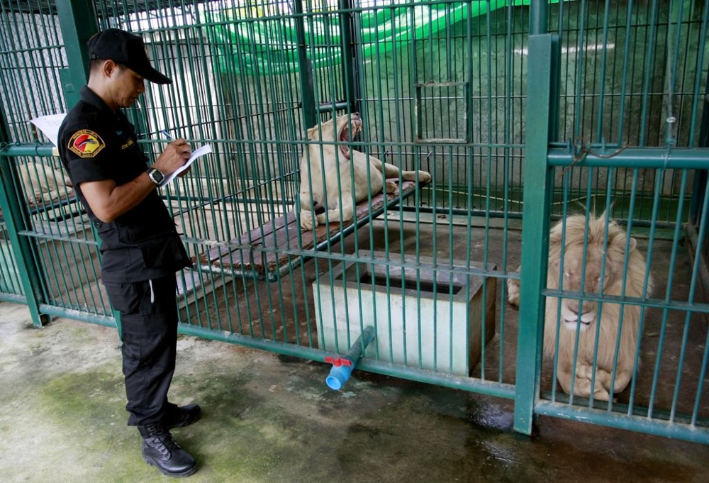 Thai forestry official takes notes as he examines lions