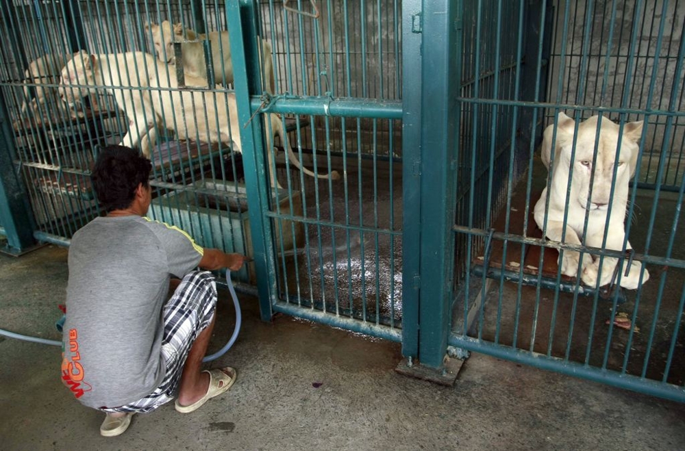 A Thai man spays water to clean the lion's enclosure