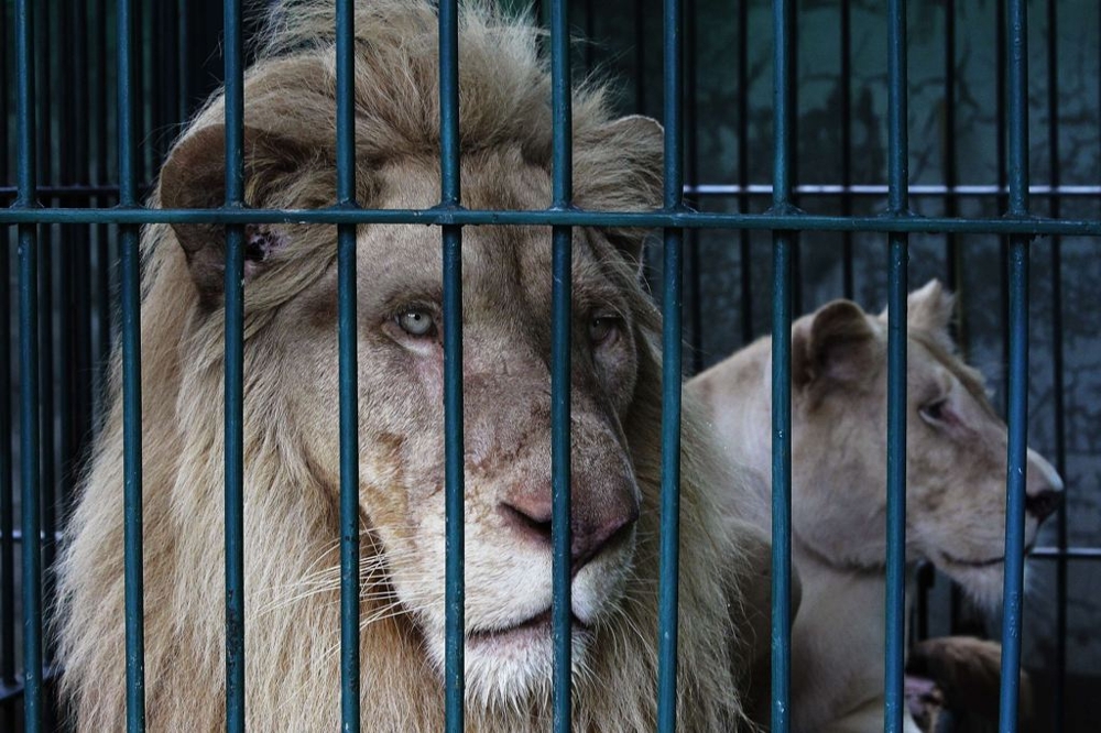 Lions look on from inside a cage