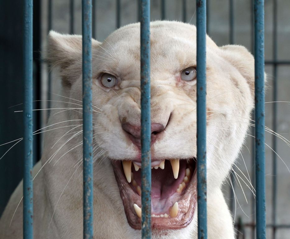 A lioness bares its teeth inside an enclosure after a raid at a zoo-like house on the outskirts of Bangkok