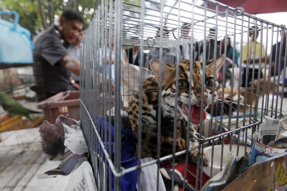 A police officer stands among caged animals during a raid
