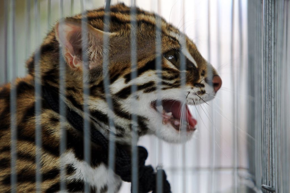 A wild animal looks on from inside a cage