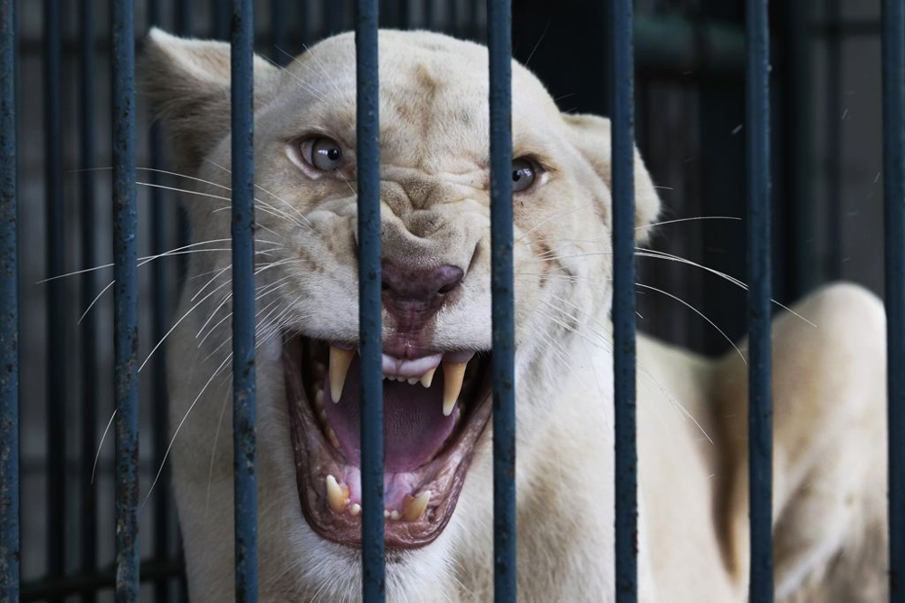 A white lion reacts in a cage during a police raid