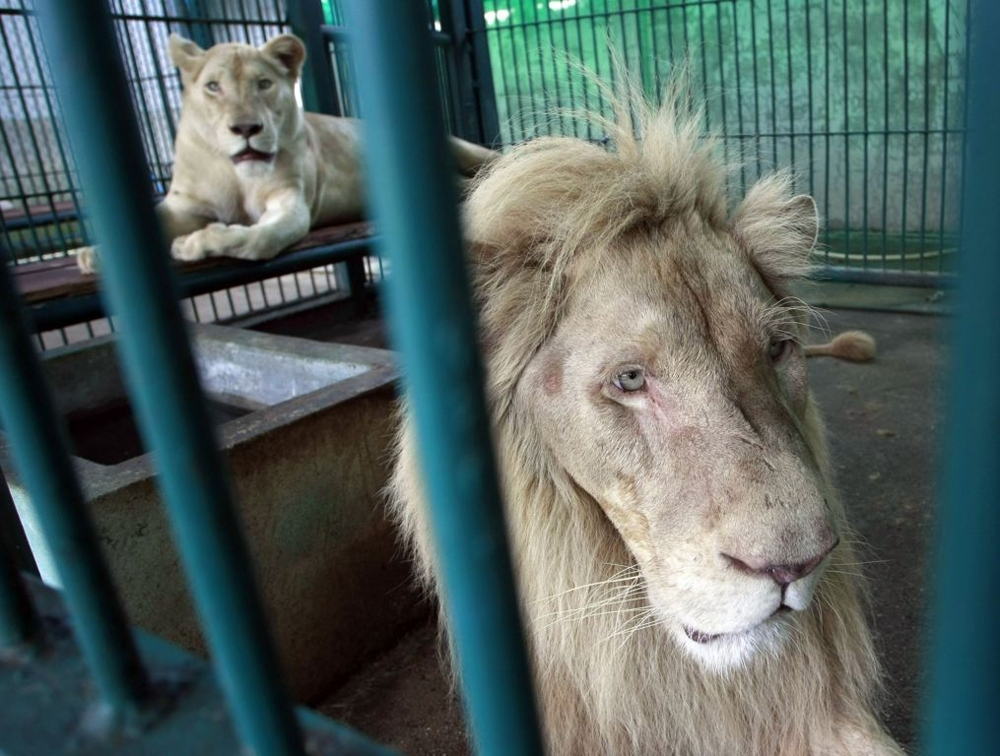 Lions rest inside an enclosure