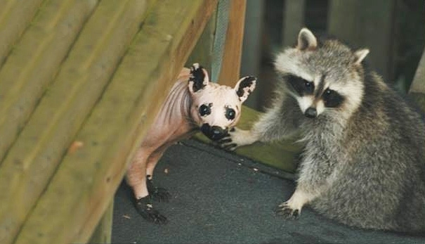 This is What a Bald Raccoon Looks Like 