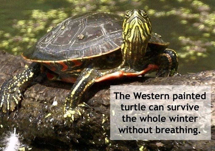 The Western painted turtle can survive under a frozen pond for the whole of winter