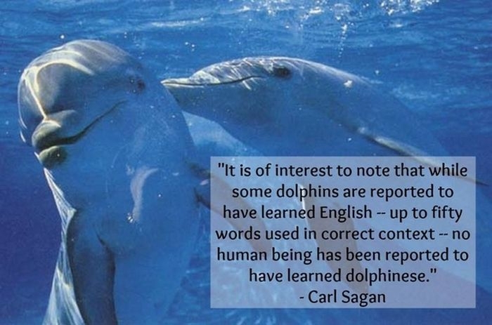 Dolphins understand not only a complex vocabulary but also syntax, basic rules of word order for sentence formation