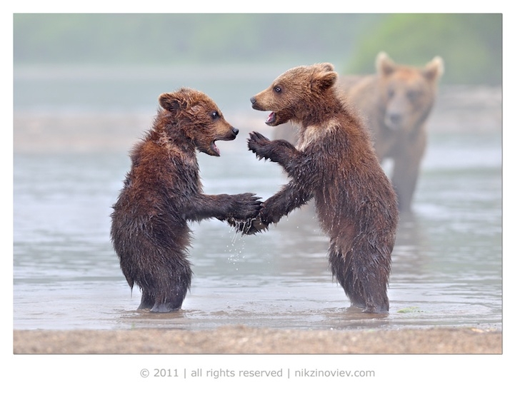 Hilarious and Heartwarming Photos of Animals as Friends