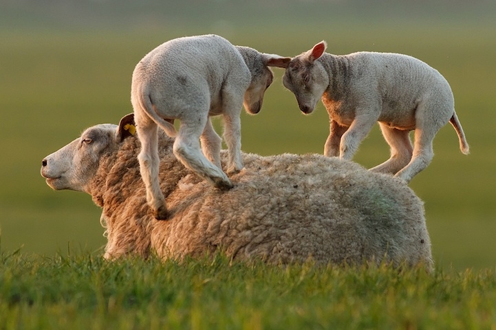 Hilarious and Heartwarming Photos of Animals as Friends