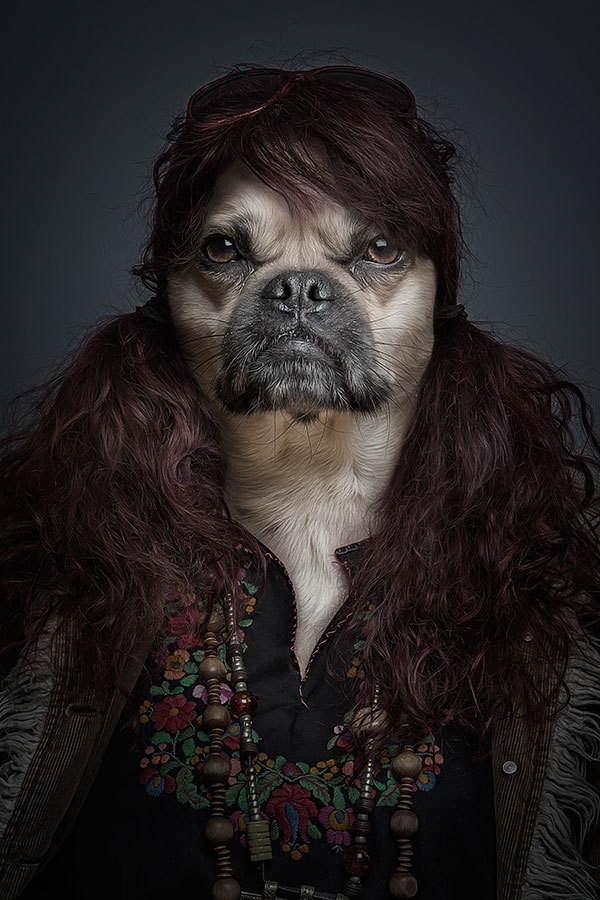 Funny Portraits of Dogs Dressed Like Humans