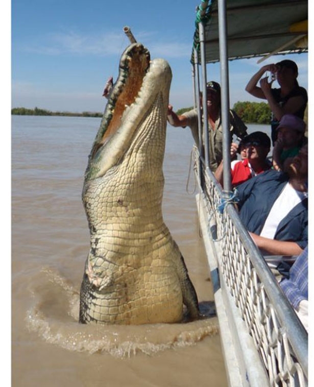 Giant Alligator 