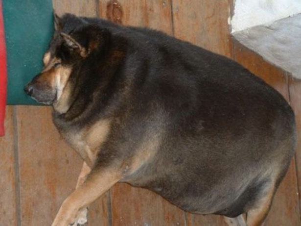 Fat Lazy Dog 