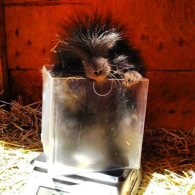 10 Strangely Cute Porcupines