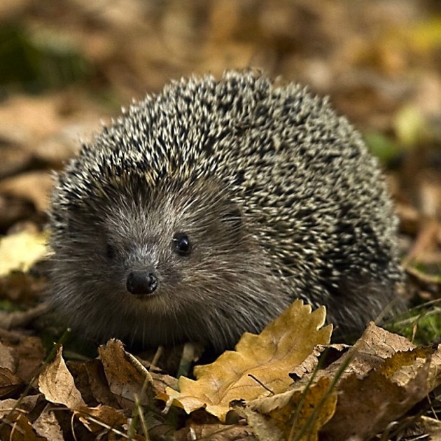 10 Strangely Cute Porcupines