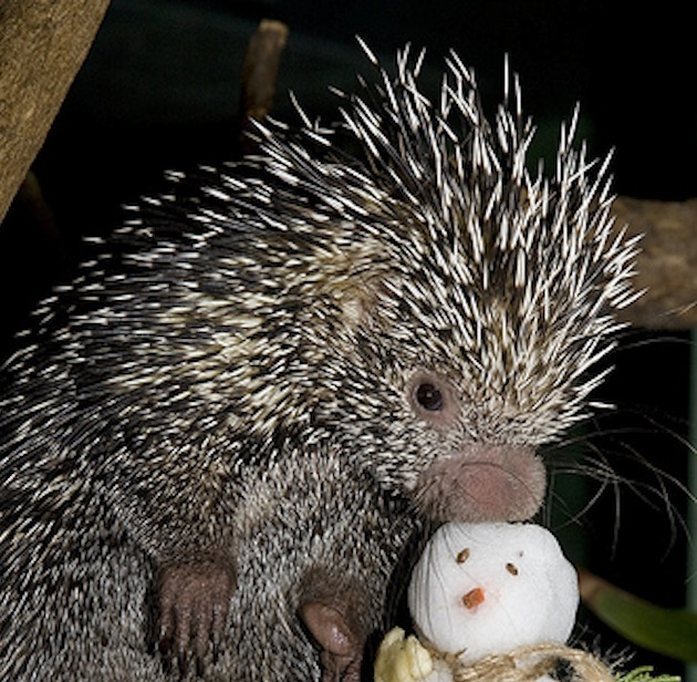 10 Strangely Cute Porcupines